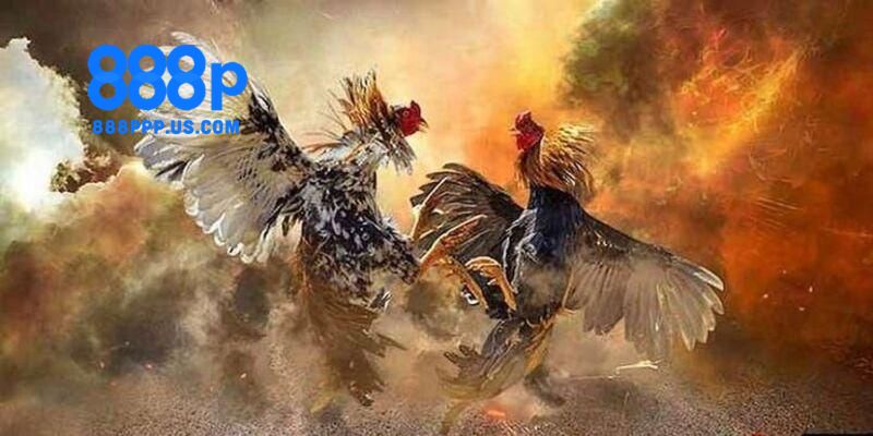 Đá gà 888P - Trải nghiệm cá cược trực tuyến không thể bỏ lỡ 3 Hướng dẫn bạn cách tham gia chơi đá gà 888P