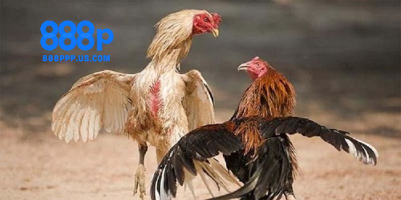 Đá gà 888P - Trải nghiệm cá cược trực tuyến không thể bỏ lỡ 2 Những lý do người chơi nên chọn đá gà tại nhà cái 888P